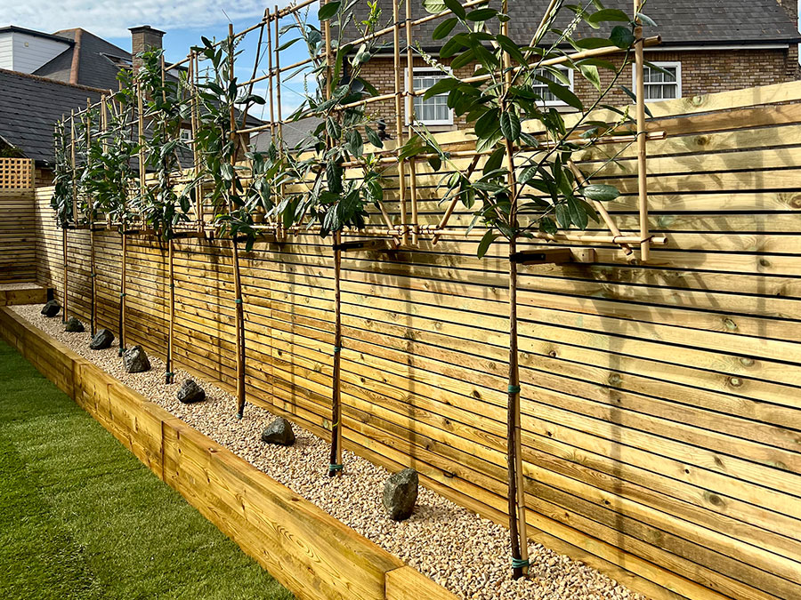 Pleached Laurels and Sleeper Raised Bed