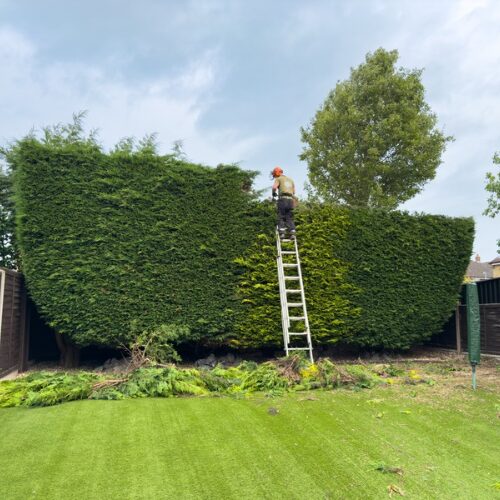 Hedge trimming